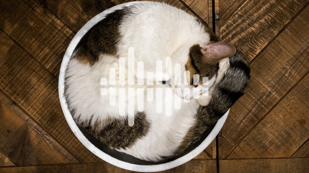 A top-view photo of a spotted cat curled up in a bed against a wooden floor background.