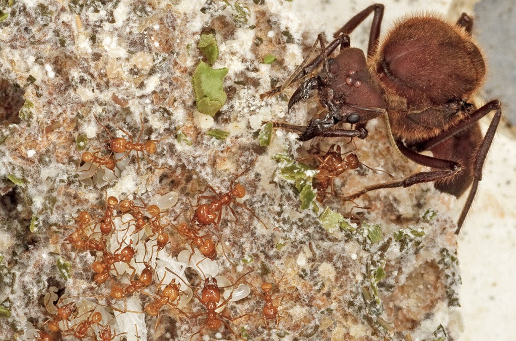 A close-up photo of leaf cutter ants tending a fungus garden. There is a very large queen ant on the right with smaller ants on the left.